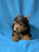 Luke, a male Yorkshire Terrier for sale in Dahlonega, GA – 3 of 4