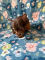 Duke, a male Yorkshire Terrier for sale in Dahlonega, GA – 3 of 5
