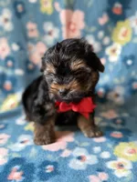Mickey, a male Yorkshire Terrier for sale in Dahlonega, GA – 3 of 4