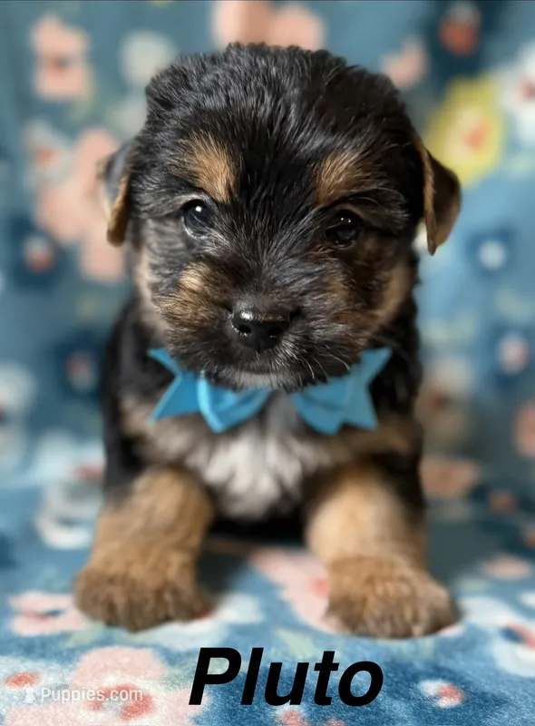 Pluto – Yorkshire Terrier puppy for sale in Dahlonega, GA