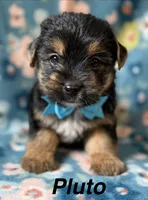 Pluto, a male Yorkshire Terrier for sale in Dahlonega, GA – 1 of 3
