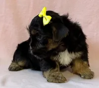Yellow girl, a female Yorkshire Terrier for sale in Dahlonega, GA – 2 of 5