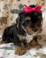 Roxy, a female Yorkshire Terrier for sale in Dahlonega, GA – 2 of 5