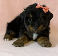 Peachy girl, a female Yorkshire Terrier for sale in Dahlonega, GA – 2 of 3