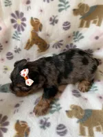 Everest, a female Yorkshire Terrier for sale in Dahlonega, GA – 5 of 5