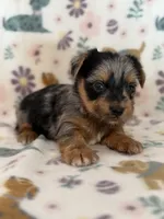 Rusty, a male Yorkshire Terrier for sale in Dahlonega, GA – 2 of 4