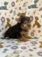 Tiny Turbo, a male Yorkshire Terrier for sale in Dahlonega, GA – 2 of 3