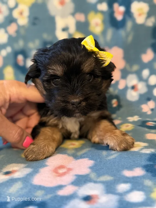 Yellow – Yorkshire Terrier puppy for sale in Dahlonega, GA