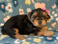 Pink, a female Yorkshire Terrier for sale in Dahlonega, GA – 4 of 4
