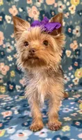 Sadie, a female Yorkshire Terrier for sale in Dahlonega, GA – 4 of 10