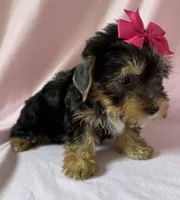 Roxy, a female Yorkshire Terrier for sale in Dahlonega, GA – 2 of 4