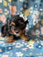 Roxy, a female Yorkshire Terrier for sale in Dahlonega, GA – 5 of 6