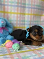 Kristoff, a male Yorkshire Terrier for sale in Dahlonega, GA – Photo 3 of 5