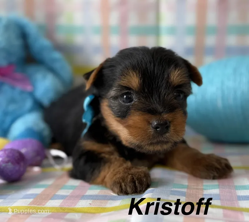 Kristoff