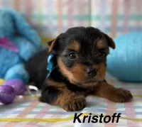 Kristoff, a male Yorkshire Terrier for sale in Dahlonega, GA – Photo 1 of 5