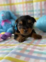 Kristoff, a male Yorkshire Terrier for sale in Dahlonega, GA – Photo 4 of 5