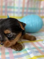 Kristoff, a male Yorkshire Terrier for sale in Dahlonega, GA – Photo 2 of 5