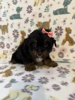 Peachy Girl, a female Yorkshire Terrier for sale in Dahlonega, GA – 3 of 4