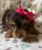 Zoe, a female Yorkshire Terrier for sale in Dahlonega, GA – 2 of 4