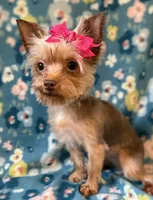 Sadie, a female Yorkshire Terrier for sale in Dahlonega, GA – 3 of 3