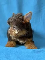 Luke, a male Yorkshire Terrier for sale in Dahlonega, GA – 2 of 4