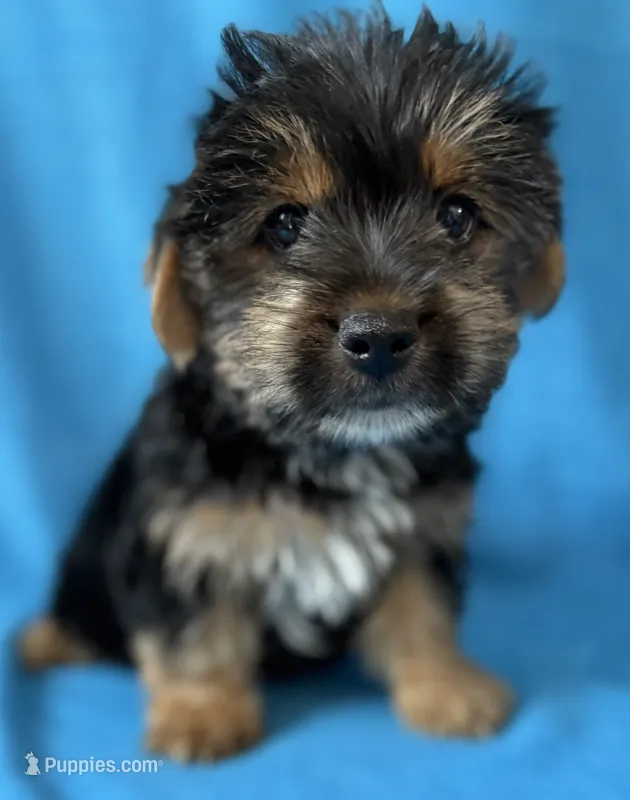 Pluto – Yorkshire Terrier puppy for sale in Dahlonega, GA