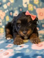 Peachy, a female Yorkshire Terrier for sale in Dahlonega, GA – 3 of 3