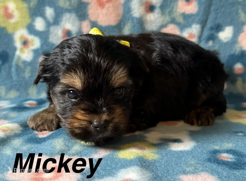 Mickey – Yorkshire Terrier puppy for sale in Dahlonega, GA