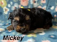 Mickey, a male Yorkshire Terrier for sale in Dahlonega, GA – 1 of 4
