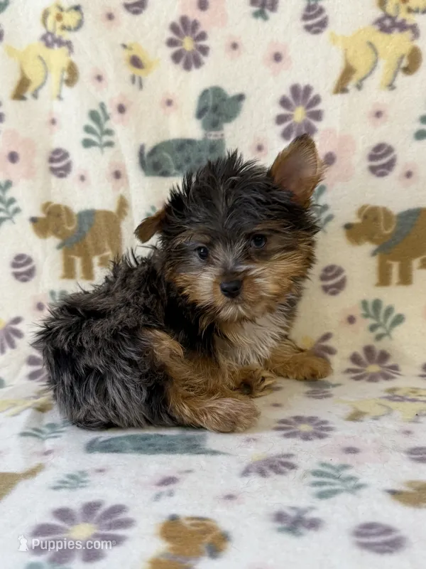 Rocky – Yorkshire Terrier puppy for sale in Dahlonega, GA