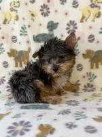 Rocky, a male Yorkshire Terrier for sale in Dahlonega, GA – 1 of 3