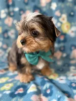 Blaze, a male Yorkshire Terrier for sale in Dahlonega, GA – Photo 2 of 6