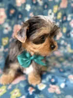 Blaze, a male Yorkshire Terrier for sale in Dahlonega, GA – Photo 4 of 6
