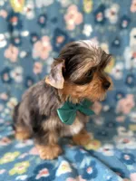Blaze, a male Yorkshire Terrier for sale in Dahlonega, GA – Photo 3 of 6