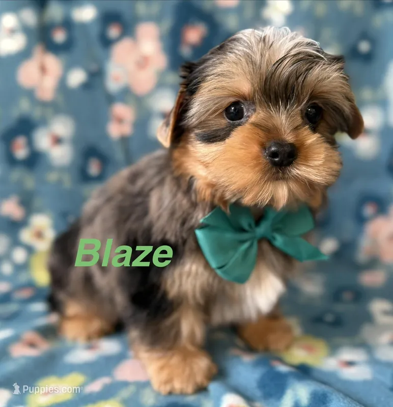 Blaze – Yorkshire Terrier puppy for sale in Dahlonega, GA