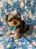 Blaze, a male Yorkshire Terrier for sale in Dahlonega, GA – Photo 5 of 6