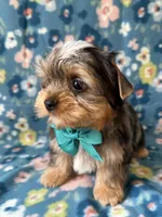 Blaze, a male Yorkshire Terrier for sale in Dahlonega, GA – Photo 6 of 6