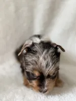 Bo , a male Yorkshire Terrier for sale in Dahlonega, GA – 5 of 7