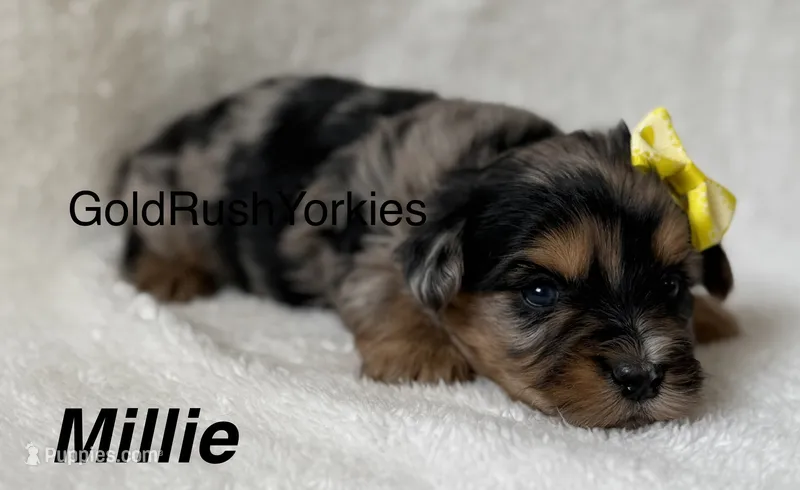 Millie – Yorkshire Terrier puppy for sale in Dahlonega, GA