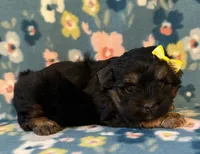 Yellow, a female Yorkshire Terrier for sale in Dahlonega, GA – 3 of 5