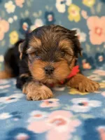  Red, a male Yorkshire Terrier for sale in Dahlonega, GA – 5 of 5