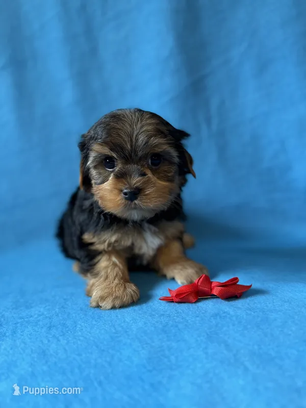 Red boy – Yorkshire Terrier puppy for sale in Dahlonega, GA