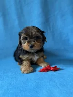 Red boy, a male Yorkshire Terrier for sale in Dahlonega, GA – 1 of 4