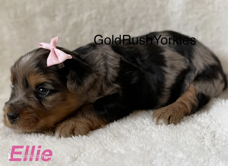 Ellie – Yorkshire Terrier puppy for sale in Dahlonega, GA