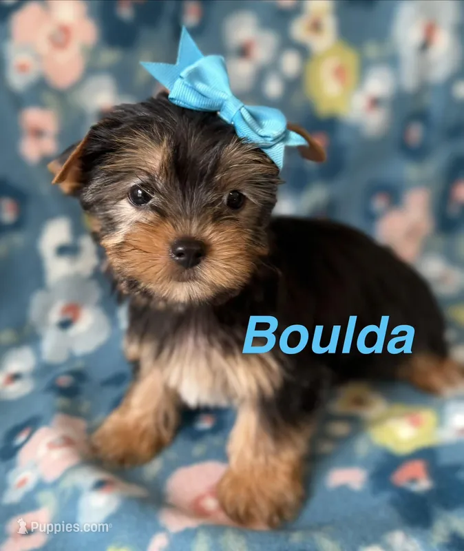 Boulda – Yorkshire Terrier puppy for sale in Dahlonega, GA
