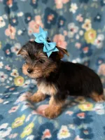 Boulda, a female Yorkshire Terrier for sale in Dahlonega, GA – Photo 5 of 5