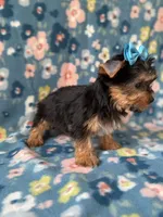 Boulda, a female Yorkshire Terrier for sale in Dahlonega, GA – Photo 3 of 5