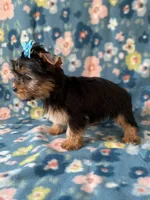 Boulda, a female Yorkshire Terrier for sale in Dahlonega, GA – Photo 4 of 5