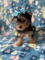 Boulda, a female Yorkshire Terrier for sale in Dahlonega, GA – Photo 2 of 5