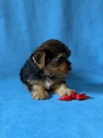 Red boy, a male Yorkshire Terrier for sale in Dahlonega, GA – 4 of 4